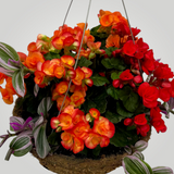 Designers Choice Moss Hanging Basket 14 inch