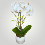 Orchid Plant