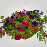 Designers Choice Moss Hanging Basket 14 inch