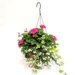 Moss Geranium Hanging Basket