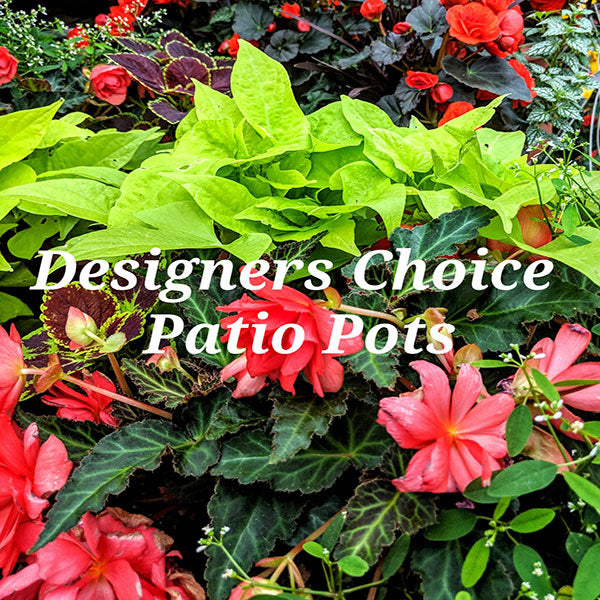 Designer's Choice Patio Pots