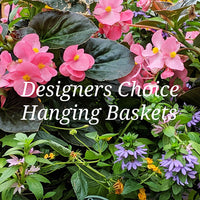 Designer's Choice Hanging Baskets