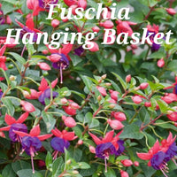 Fuschia Hanging Baskets