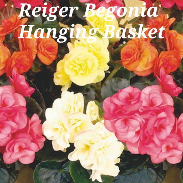 Reiger Begonia Hanging Basket