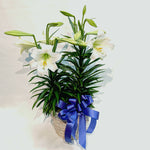 Easter Lily