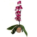 Orchid Plant