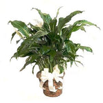 Peace Lily