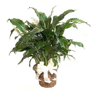 Peace Lily